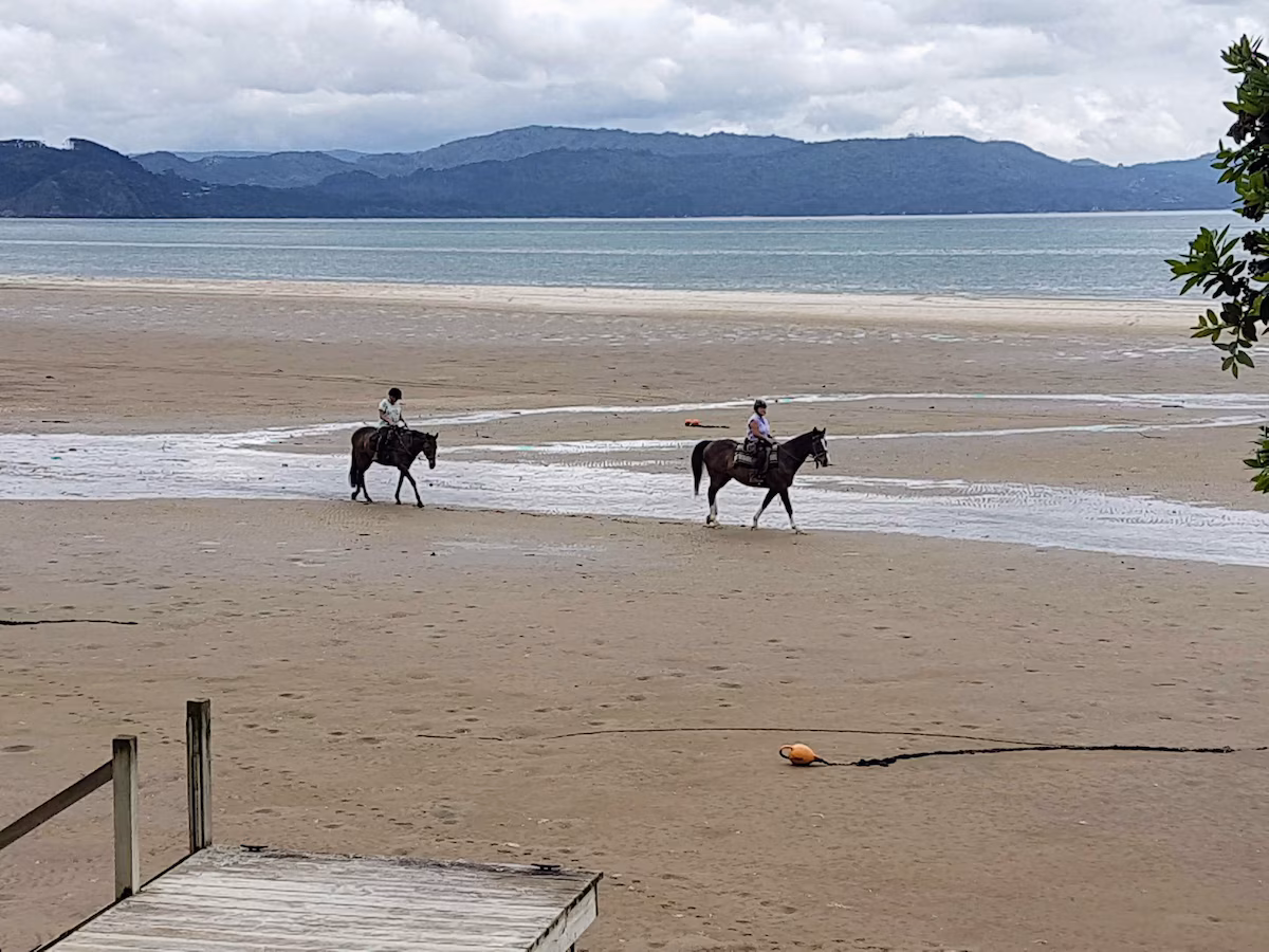 Horses on the Awhitu beach