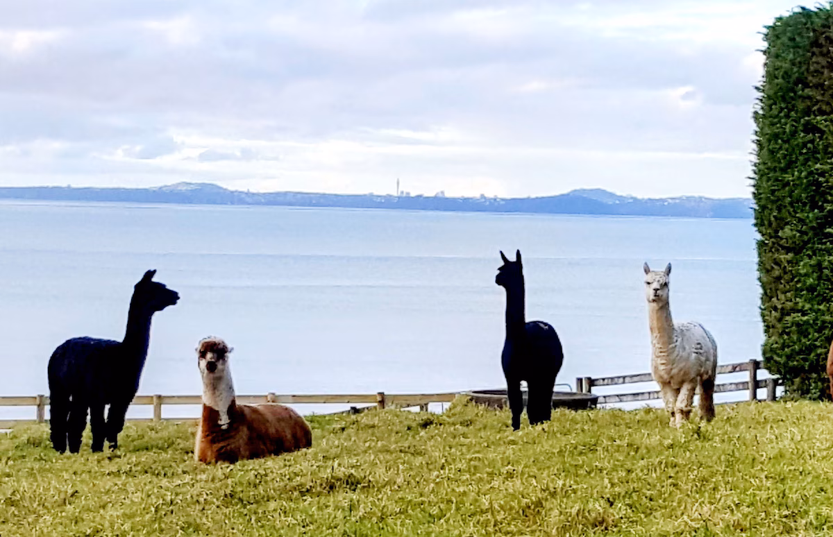 Local animals on the peninsula