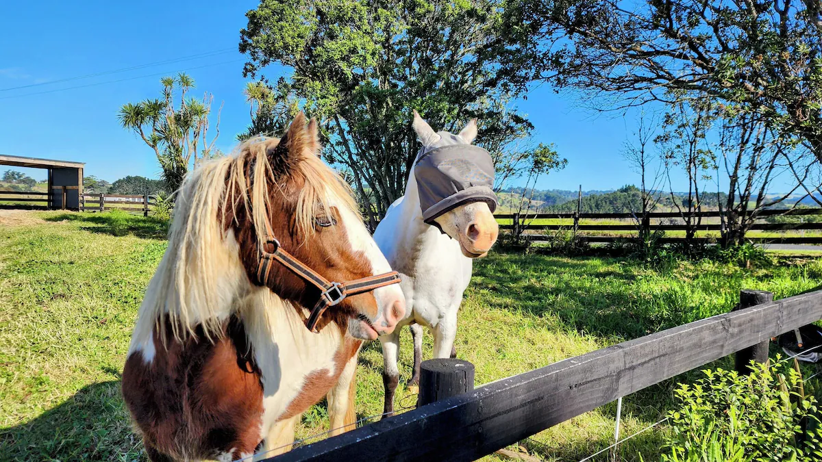 Local horses on the peninsula